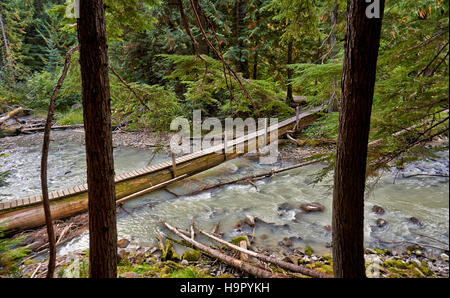 Pont d'arbres en forêt de Birkenhead Lake Provincial Park, British Columbia, Canada Banque D'Images