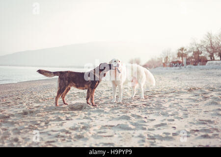 Deux amis chiens jouer ensemble sur la plage au coucher du soleil Banque D'Images