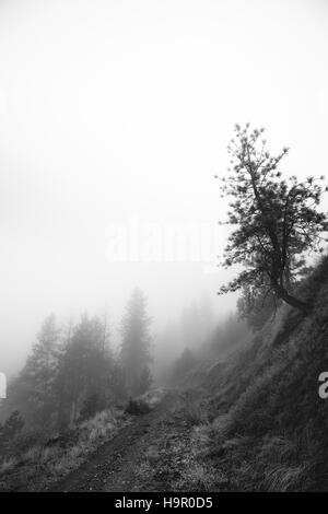 Arbre généalogique de travers sur une pente dans le brouillard Banque D'Images