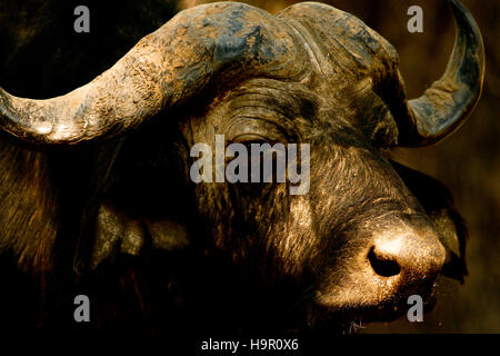 D'AFRIQUE, Syncerus caffer. Mana Pools National Park. Zimbabwe Banque D'Images