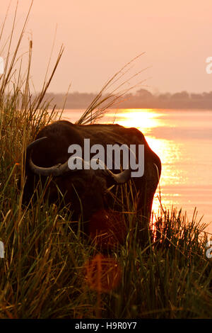 En d'Afrique, Syncerus caffer Zambèze. Mana Pools National Park. Zimbabwe Banque D'Images