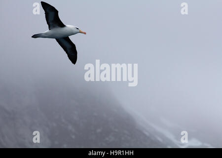 Albatros à sourcils noirs battant par South Georgia Island Banque D'Images