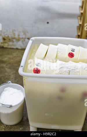 Comte de gruyère fromage jeune et baignoire avec du sel en Franche Comte dairy en Bourgogne, France. Banque D'Images