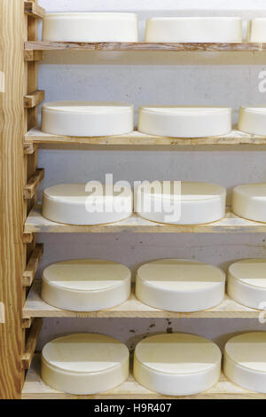 Durée des jeunes du comté de gruyère dans la cave de Franche Comte laiterie, France Banque D'Images