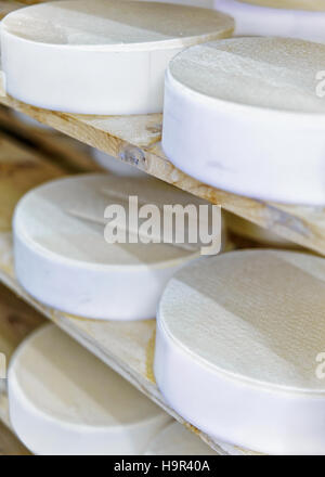 Durée des jeunes du comté de gruyère dans la cave en Franche Comte les produits laitiers en France Banque D'Images