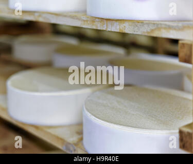 Durée des jeunes du comté de gruyère dans la cave d'affinage en Franche Comte, France laitière Banque D'Images