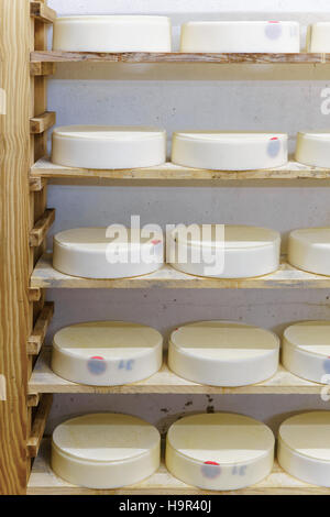 Durée des jeunes du comté de gruyère dans la cave d'affinage de Franche Comte les produits laitiers en France Banque D'Images