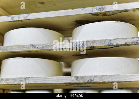 Durée des jeunes du comté de gruyère dans la cave d'affinage de Franche Comte les produits laitiers en France Banque D'Images