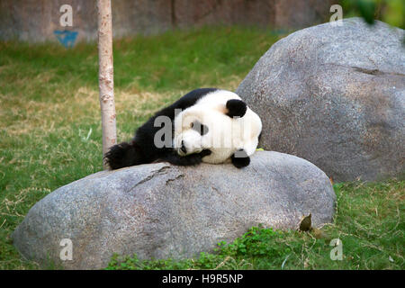 Giant Panda noir et blanc se détendre dans le zoo de l'Ocean Park à Hong Kong. Banque D'Images