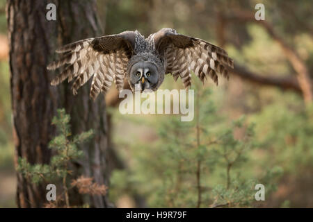 Chouette lapone Strix nebulosa / Bartkauz ( ) en vol dans une forêt de pins, frontal tourné, ailes ouvertes. Banque D'Images