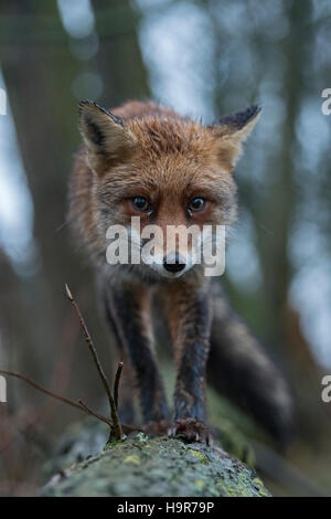 Red Fox / Rotfuchs ( Vulpes vulpes ), close-up, vue frontale, marcher sur un tronc d'arbre, curieux, drôle, pris par l'appareil photo-piège. Banque D'Images