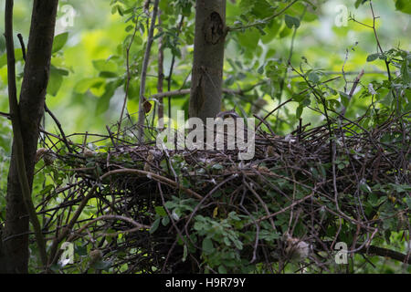 Fauve / Sperber ( Accipiter nisus ), les femmes adultes, l'élevage, assis dans son nid d'aigle caché dans un arbre à feuilles caduques. Banque D'Images