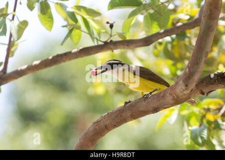 Asuncion, Paraguay. 24 novembre, 2016. Un tyran quiquivi (Pitangus sulfuratus) oiseau tente d'avaler un litchi tomate (Solanum sisymbriifolium) fruits rouges, est perçu au cours de journée ensoleillée à Asuncion, Paraguay. Credit : Andre M. Chang/ARDUOPRESS/Alamy Live News Banque D'Images