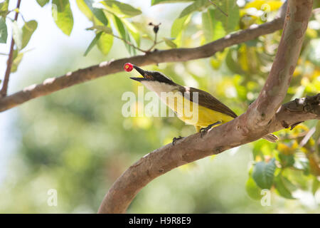 Asuncion, Paraguay. 24 novembre, 2016. Un tyran quiquivi (Pitangus sulfuratus) oiseau tente d'avaler un litchi tomate (Solanum sisymbriifolium) fruits rouges, est perçu au cours de journée ensoleillée à Asuncion, Paraguay. Credit : Andre M. Chang/ARDUOPRESS/Alamy Live News Banque D'Images