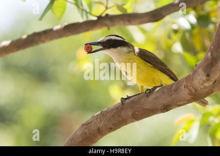 Asuncion, Paraguay. 24 novembre, 2016. Un tyran quiquivi (Pitangus sulfuratus) oiseau tente d'avaler un litchi tomate (Solanum sisymbriifolium) fruits rouges, est perçu au cours de journée ensoleillée à Asuncion, Paraguay. Credit : Andre M. Chang/ARDUOPRESS/Alamy Live News Banque D'Images