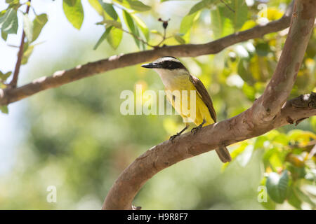 Asuncion, Paraguay. 24 novembre, 2016. Un tyran quiquivi (Pitangus sulfuratus) oiseau tente d'avaler un litchi tomate (Solanum sisymbriifolium) fruits rouges, est perçu au cours de journée ensoleillée à Asuncion, Paraguay. Credit : Andre M. Chang/ARDUOPRESS/Alamy Live News Banque D'Images