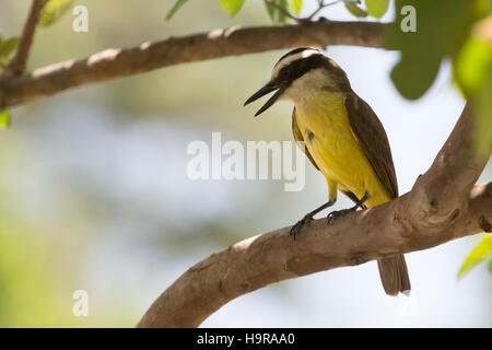 Asuncion, Paraguay. 24 novembre 2016. Un grand kiskadee (Pitangus sulphuratus) passereau se détendant sous l'ombre des arbres, est vu pendant la journée ensoleillée à Asuncion, Paraguay. Crédit : Andre M. Chang/Alamy Live News Banque D'Images