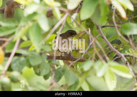 Asuncion, Paraguay. 24 novembre 2016. Un oiseau à ventre crémeux (Turdus amaurochalinus) se détendant sous l'ombre des arbres, est vu pendant la journée ensoleillée à Asuncion, Paraguay. Crédit : Andre M. Chang/Alamy Live News Banque D'Images