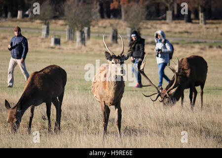 Richmond Park, SW London, Royaume-Uni. 25 novembre 2016. Visiteurs au parc à regarder les cerfs au soleil à Richmond Park, Londres SW. Credit : Julia Gavin UK/Alamy Live News Banque D'Images