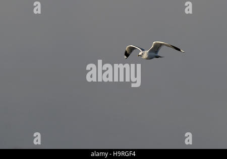 Balloch, West Dunbartonshire, Ecosse, Royaume-Uni. 24 novembre, 2016. L'Écosse temps froid. seagull flying ciel gris le Loch Lomond pier. Balloch. Dunbartonshire de l'Ouest. L'Écosse. UK. 24/11/2016. Credit : Sport en images/Alamy Live News Banque D'Images