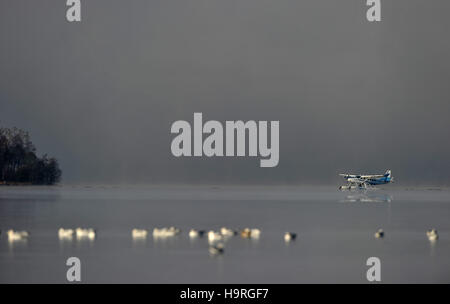 Balloch, West Dunbartonshire, Ecosse, Royaume-Uni. 24 novembre, 2016. L'Écosse par temps froid. Mouettes et goélands d'arbres. Hydravion sur le Loch Lomond. G-LAUD. Siège neuf Cessna 208 Caravan amphibie. Le Loch Lomond seaplanes. Le Loch Lomond pier. Balloch. Dunbartonshire de l'Ouest. L'Écosse. UK. 24/11/2016. Credit : Sport en images/Alamy Live News Banque D'Images