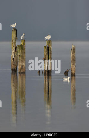 Balloch, West Dunbartonshire, Ecosse, Royaume-Uni. 24 novembre, 2016. L'Écosse temps froid. les mouettes perchées sur vieux rotton pier wodden poses. Le Loch Lomond pier. Balloch. Dunbartonshire de l'Ouest. L'Écosse. UK. 24/11/2016. Credit : Sport en images/Alamy Live News Banque D'Images