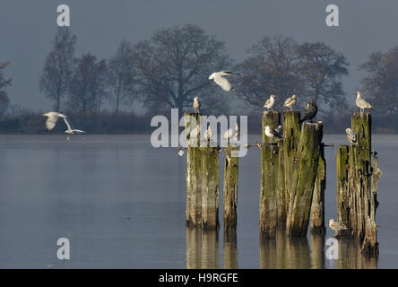 Balloch, West Dunbartonshire, Ecosse, Royaume-Uni. 24 novembre, 2016. L'Écosse temps froid. les mouettes perchées sur vieux rotton pier wodden poses. Le Loch Lomond pier. Balloch. Dunbartonshire de l'Ouest. L'Écosse. UK. 24/11/2016. Credit : Sport en images/Alamy Live News Banque D'Images