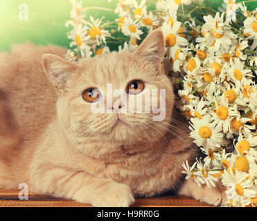 Portrait de chat avec des fleurs Banque D'Images