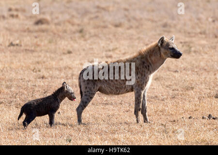 L'hyène tachetée ou rire (Crocuta crocuta) avec oursons, Ol Pejeta Conservancy, Kenya Banque D'Images