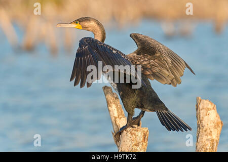 White-breasted cormorant (Phalacrocorax carbo lucidus) avec des ailes étendu, lac Baringo, au Kenya Banque D'Images