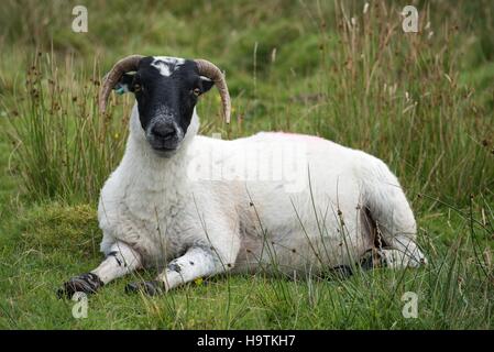 Les moutons écossais, Scottish Blackface (Ovis aries gmelini) couché dans un pré, Isle of Islay, Hébrides intérieures, Ecosse Banque D'Images