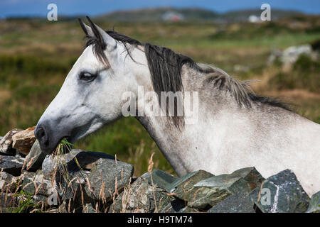 Connemara Pony à plus de mur de pierre, le Connemara, Galway, Irlande Banque D'Images
