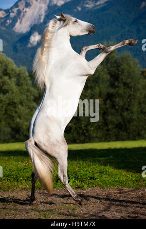 Pura Raza Espanola, pré, cheval andalou, s'élève, Tyrol du Nord, Autriche Banque D'Images