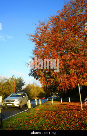 Camion / pays par couleur d'automne les arbres à proximité de York Yorkshire UK Banque D'Images