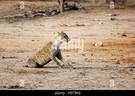 Hyène assis dans le parc national Kruger, Afrique du Sud Banque D'Images