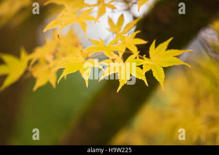 Japonais acer, couleur feuille d'automne, Devon, Royaume-Uni. Octobre. Banque D'Images