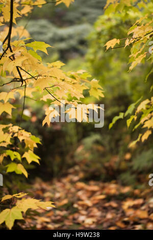 Japonais acer, couleur feuille d'automne, Devon, Royaume-Uni. Octobre Banque D'Images