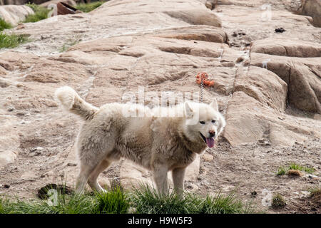Groenland chien Husky (Canis lupus familiaris borealis) liée à l'extérieur dans le centre-ville de chien en été. Sisimiut Qeqqata Groenland Banque D'Images