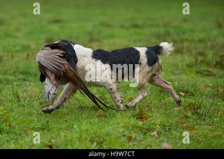 Spanielcarrying springer un faisan Banque D'Images