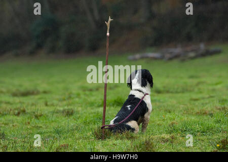 springer spaniel chien en attente de propriétaire Banque D'Images