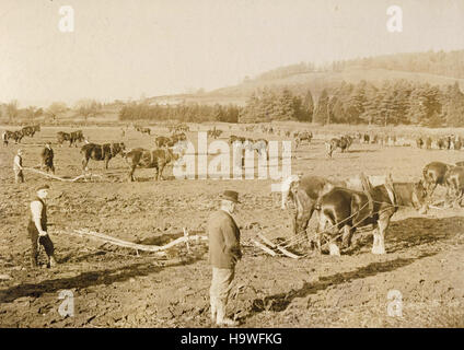 Image d'archive historique de labourage de Builth Wells, Powys, Wales c1900 Banque D'Images