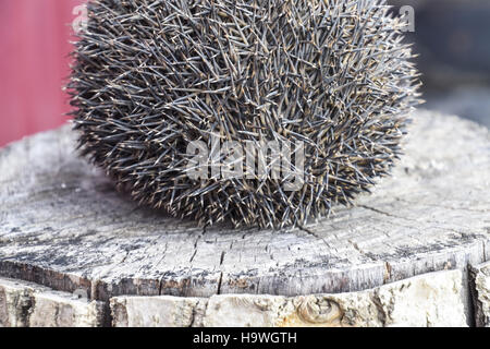 Hedgehog sur la souche d'arbre. Hedgehog recroquevillé en boule. Banque D'Images