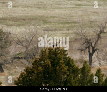 Le faucon à queue rouge, un oiseau de proie commun en Amérique du Nord, est fréquemment repéré dans le parc national des Badlands. Connu pour sa queue rouge distinctive, ce faucon joue un rôle crucial dans le contrôle des populations de petits mammifères. Le terrain accidenté du parc offre un terrain de chasse idéal pour cette espèce, que l'on peut voir planer au-dessus du paysage unique. Banque D'Images