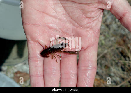 Les biologistes du parc national des Everglades mènent des recherches pour surveiller les populations de poissons, contribuant ainsi aux efforts du parc pour conserver les écosystèmes aquatiques et protéger la biodiversité. Banque D'Images