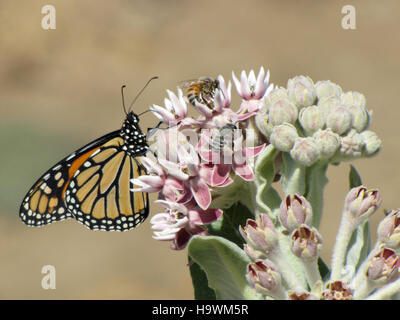 Usdagov 18737677290 un monarque, une abeille découpeuse de nectar et de collecte d'un Belle asclépiade Banque D'Images