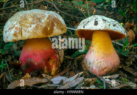 Porcino malefico- champignons - Boletus Satanas Banque D'Images