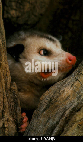 Une photo du National Park Service de 1995 capture un opossum dans le parc national des Everglades, mettant en valeur la diversité de la faune et de la flore de la région. Les Everglades abritent de nombreuses espèces uniques, dont l'opossum, contribuant à la riche biodiversité du parc. Banque D'Images
