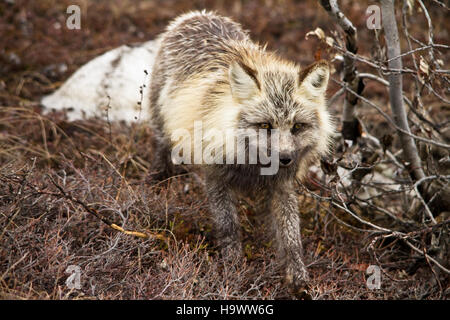 Un renard roux repéré près du centre d'accueil d'Eielson dans le parc national de Denali, Alaska. Le parc est connu pour ses paysages accidentés et sa faune diversifiée, offrant un habitat pour des animaux tels que le renard roux dans son environnement naturel. Banque D'Images