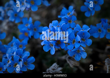 La montagne Forget-me-Not, une fleur délicate trouvée dans le parc national de Denali, ajoute à la riche flore du parc. Connu pour ses paysages époustouflants, Denali abrite diverses espèces végétales qui prospèrent dans son écosystème unique. Banque D'Images