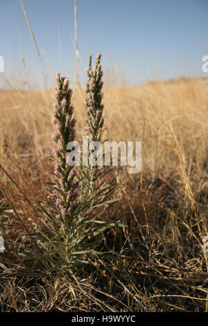 Badlandsnationalpark gayfeather avec 9045628716, Liatris punctata, est un bloomer en fin de saison Banque D'Images